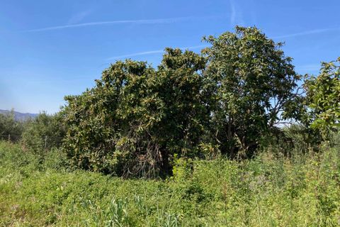 Finca i El Perello, Tarragona, El Perello - € 35.000 | Ref: Finca rústica p - foto 15